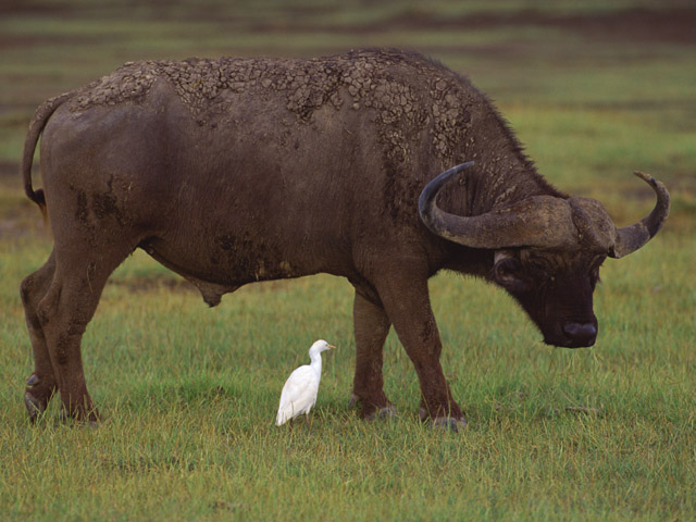 角牙系の実印素材の特長